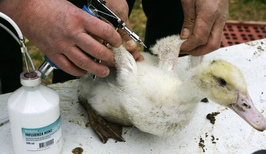 Atención gripe aviar en Europa