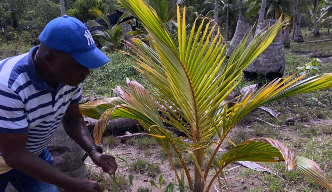 Esaud Ibargüen en sus cultivos de coco