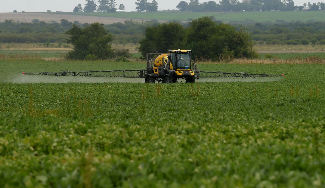 Un campo de soya en medio de fumigación con glifosato.