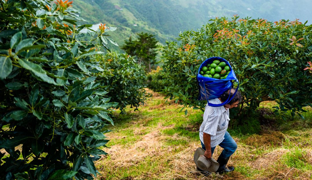 Recolección de aguacates en Antioquia. Recolección de aguacates en Antioquia.