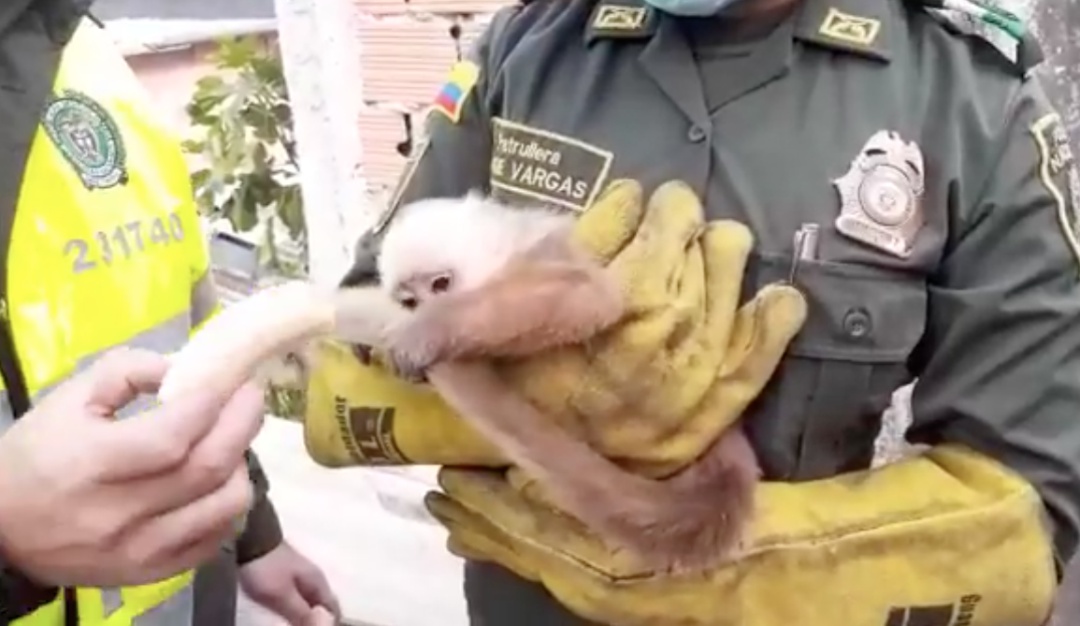 Rescate Mono Capuchino en Bogotá