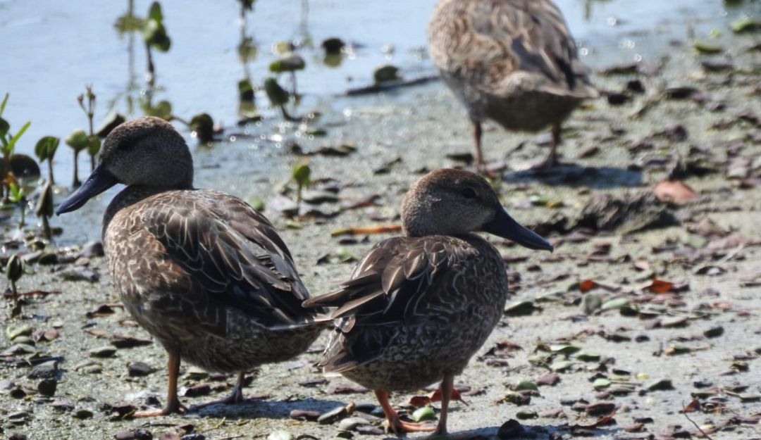 Tráfico de fauna en el Magdalena: Denuncian caza indiscriminada de patos canadienses en la Ciénaga Grande