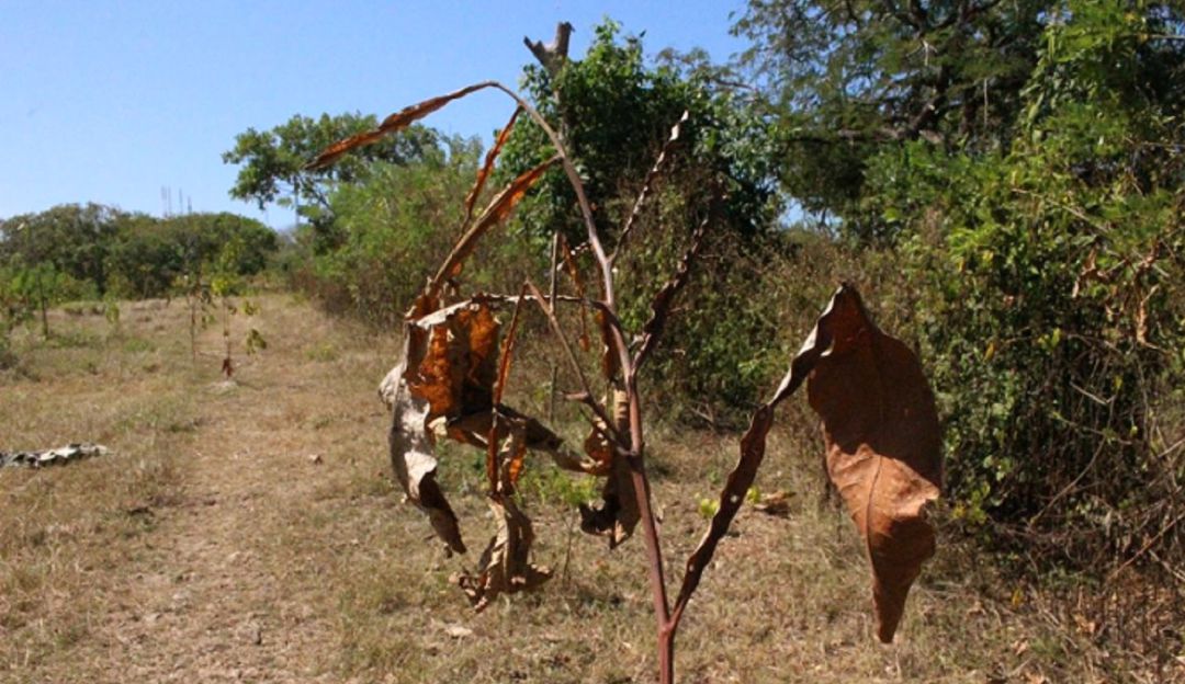 Árboles frutales muertos en La Popa