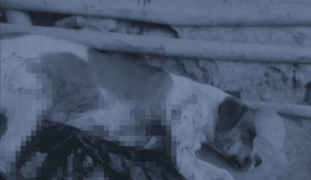 El perro quedó herido en la finca y murió en la ciudad de Ibagué.
