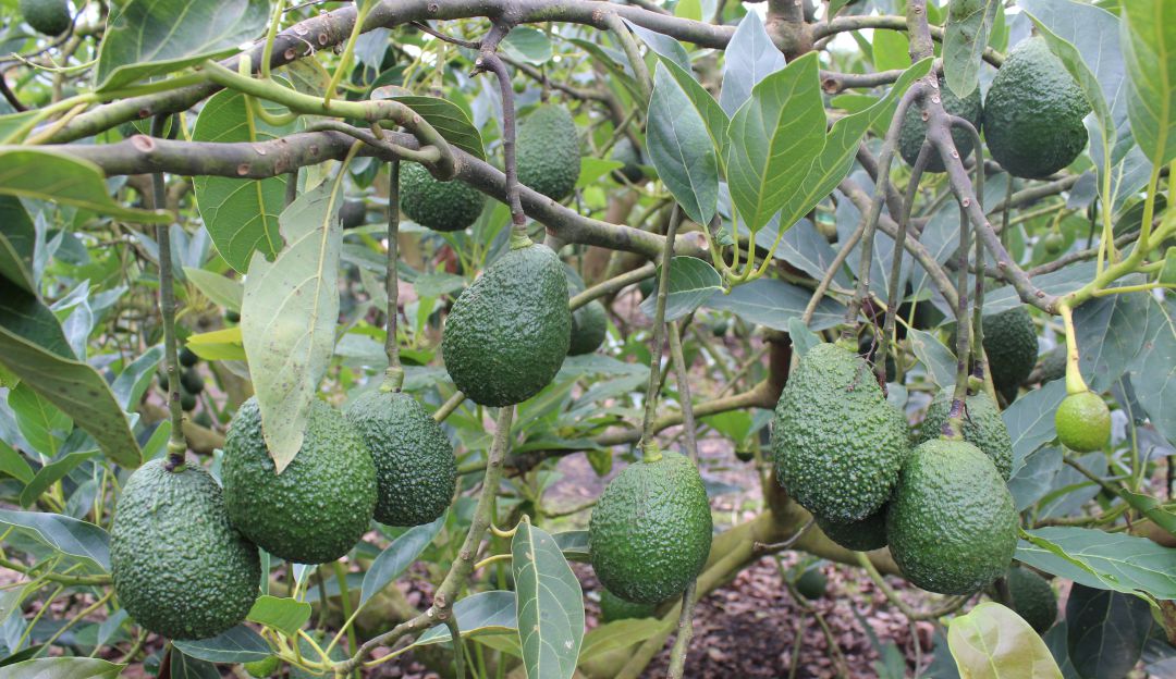 Cultivo de aguacate hass