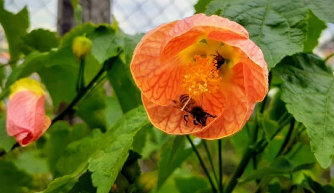 Abejas