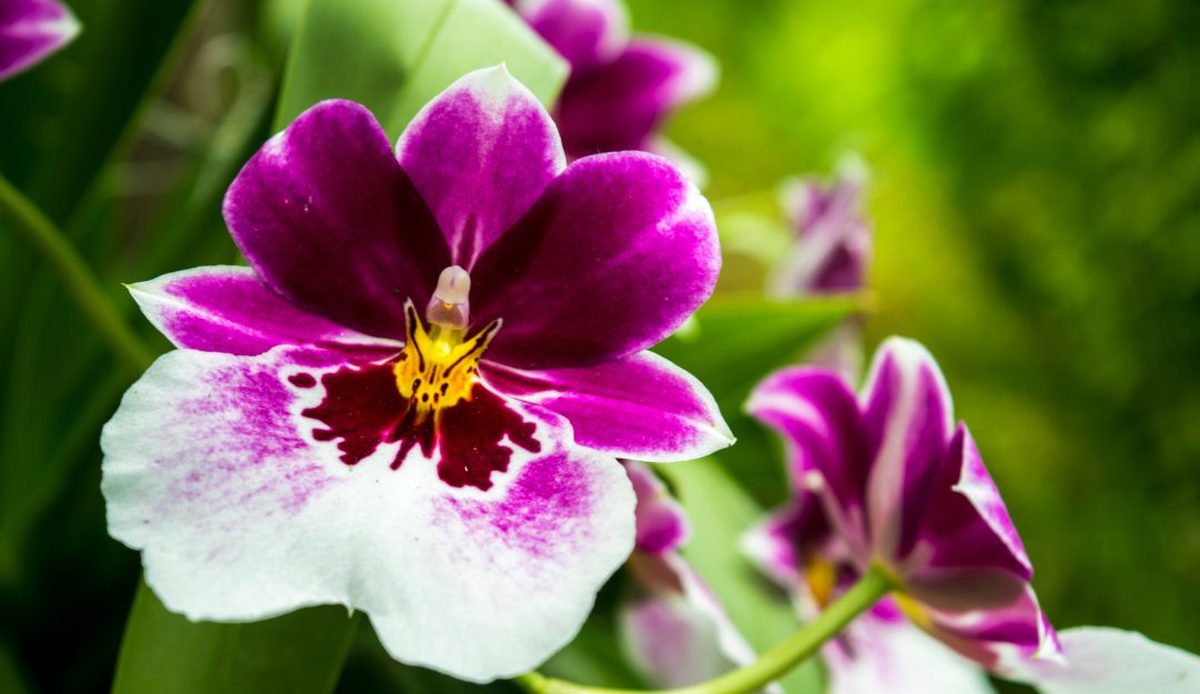 Flores colombianas