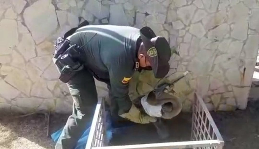 Rescate de pelícanos que se encontraban heridos en Cartagena