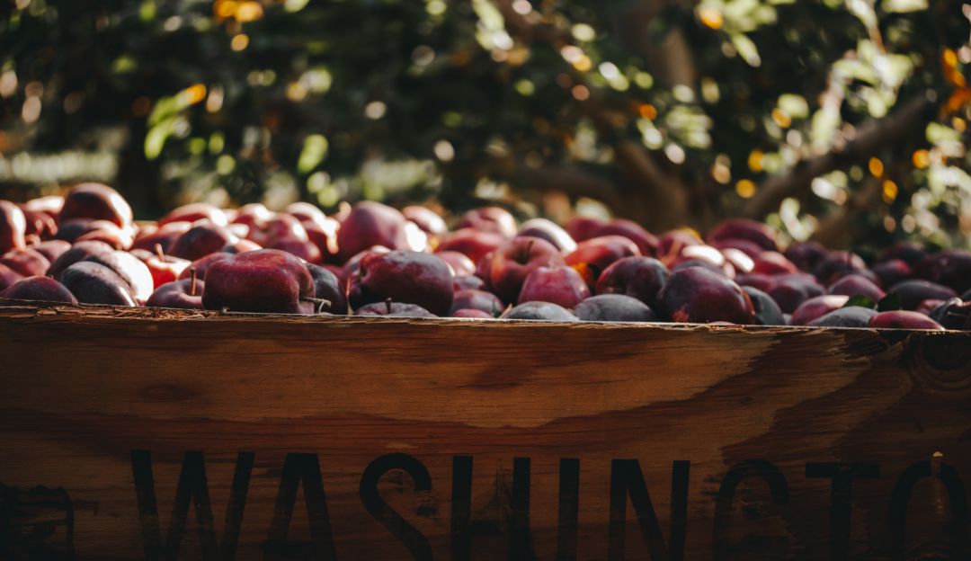 Nuevas variedades de manzanas llegan a Colombia