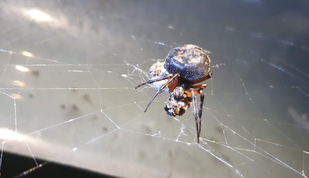 Araña