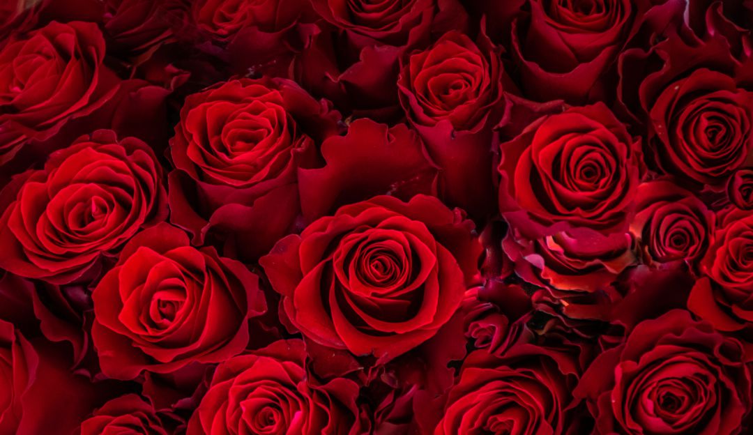 Rosas colombianas, las reinas de San Valentín