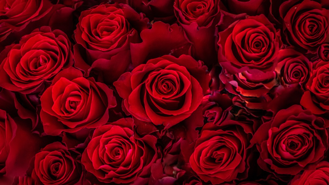 San Valentín es celebrado en el mundo con flores de cultivo boyacense