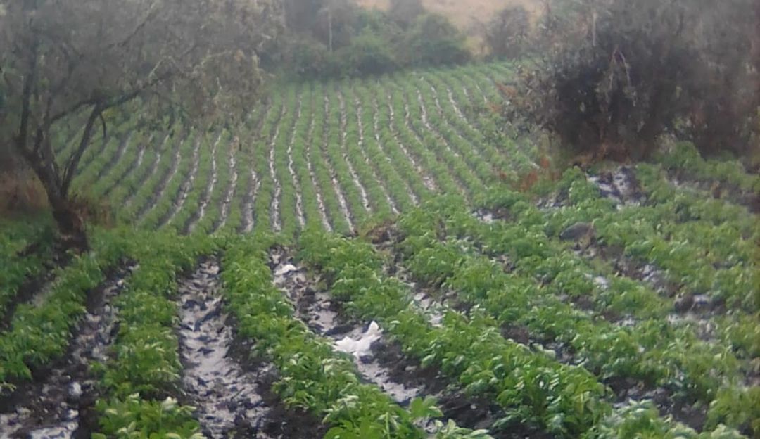 Por heladas y sequía se perdieron 10 mil hectáreas de cultivos en Cundinamarca