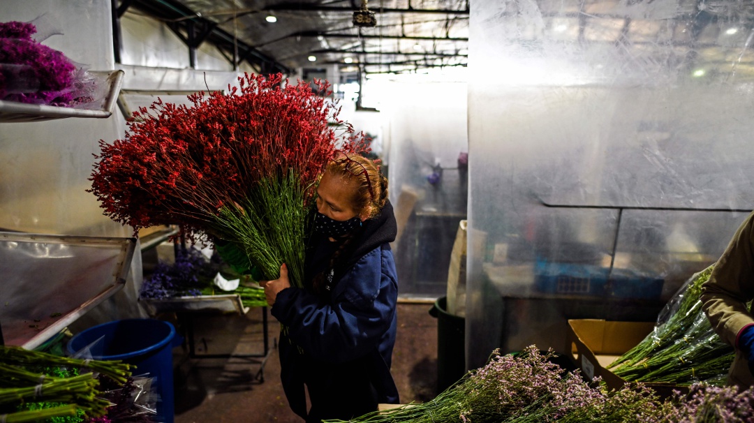 14 de febrero: la fecha para obsequiar flores colombianas