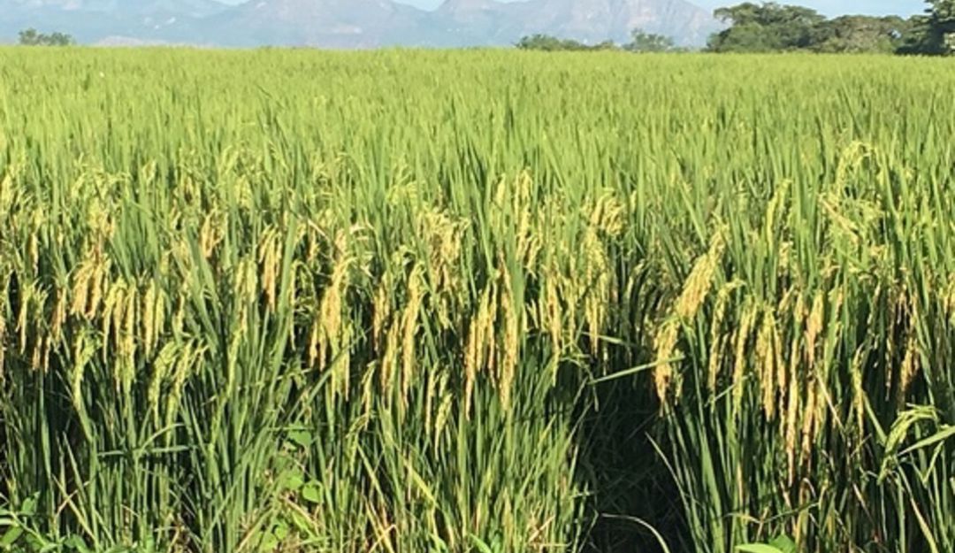 Arroz de la meseta de Ibagué