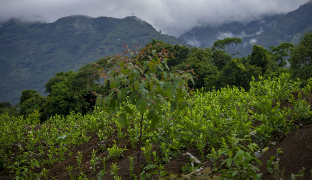 Hoja de Coca