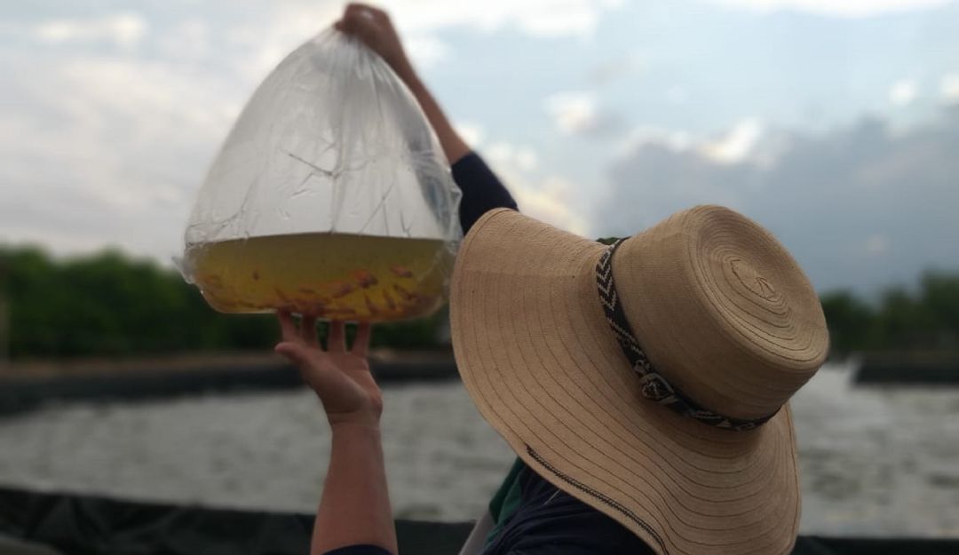 Cultivos de tilapia en el Tolima