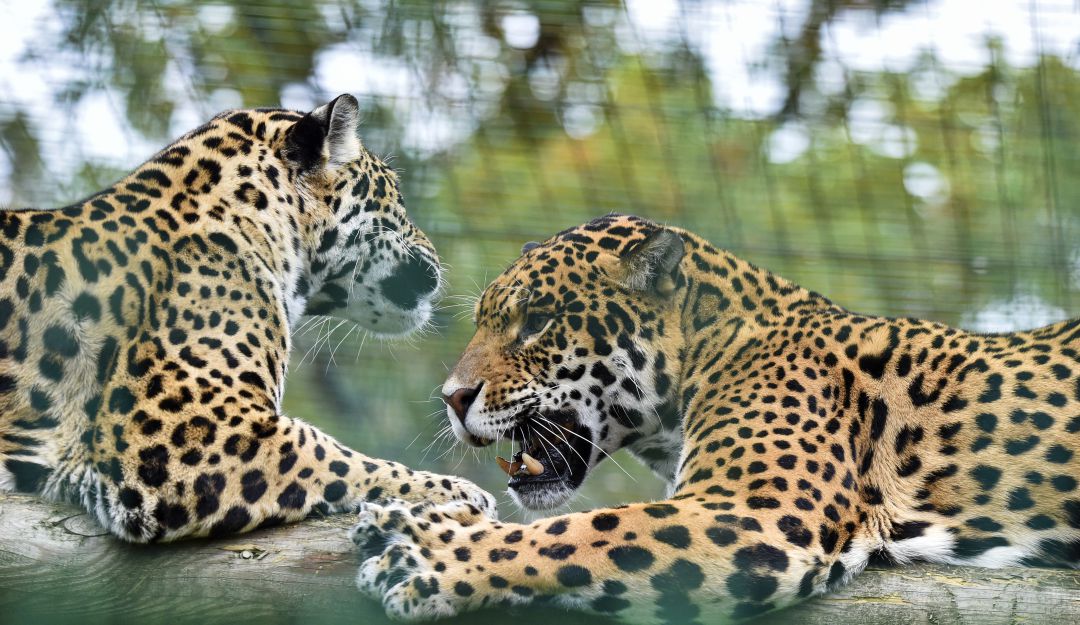 Jaguar.