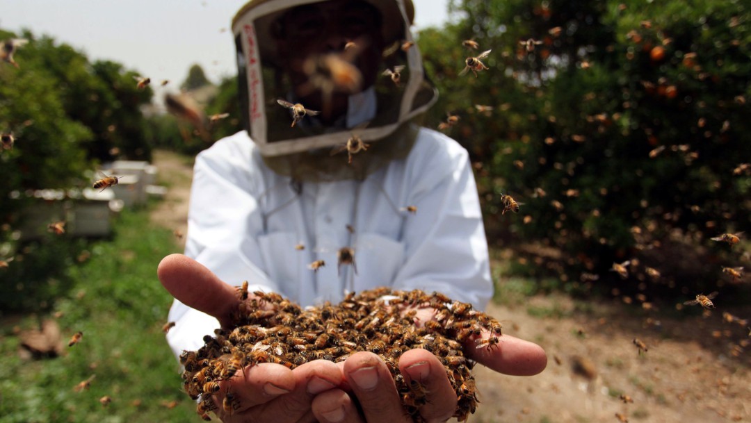 Sector apícola entre los que más crecieron en 2020 a pesar de la pandemia