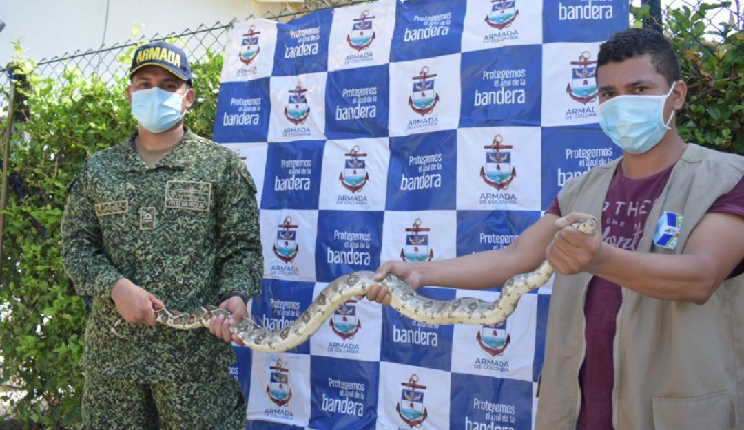 Boa constrictor