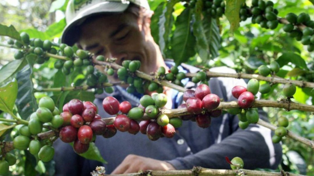 Cosecha de 7 mil cafeteros de Sabanalarga en riesgo por daños en la vía