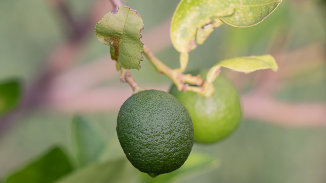 El HLB, amenaza para los cítricos. ¿Cómo prevenirlo?