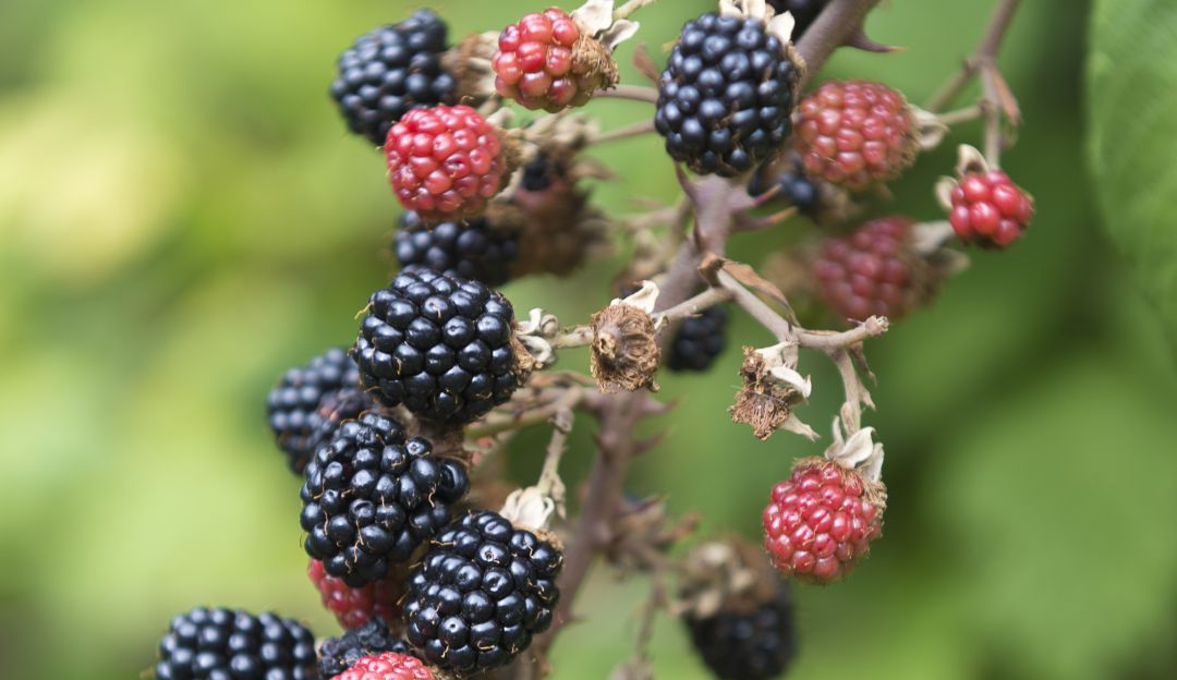 Cultivo de moras