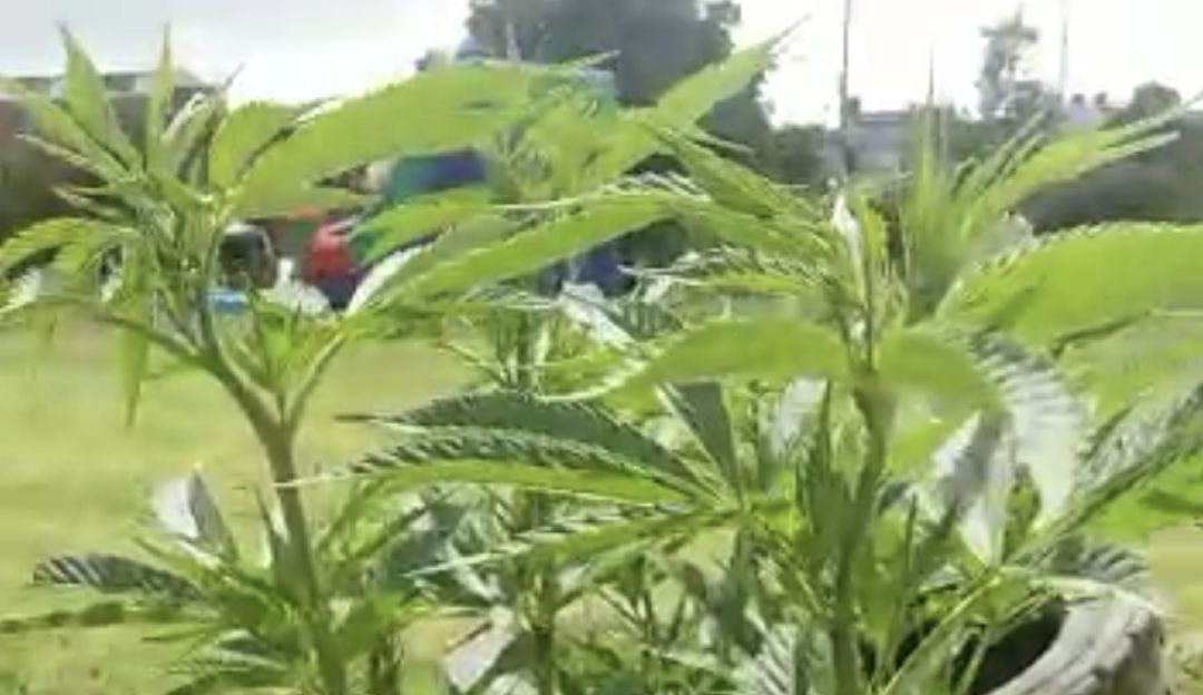 Denuncian aparición de matas de marihuana en cultivos urbanos en Bogotá