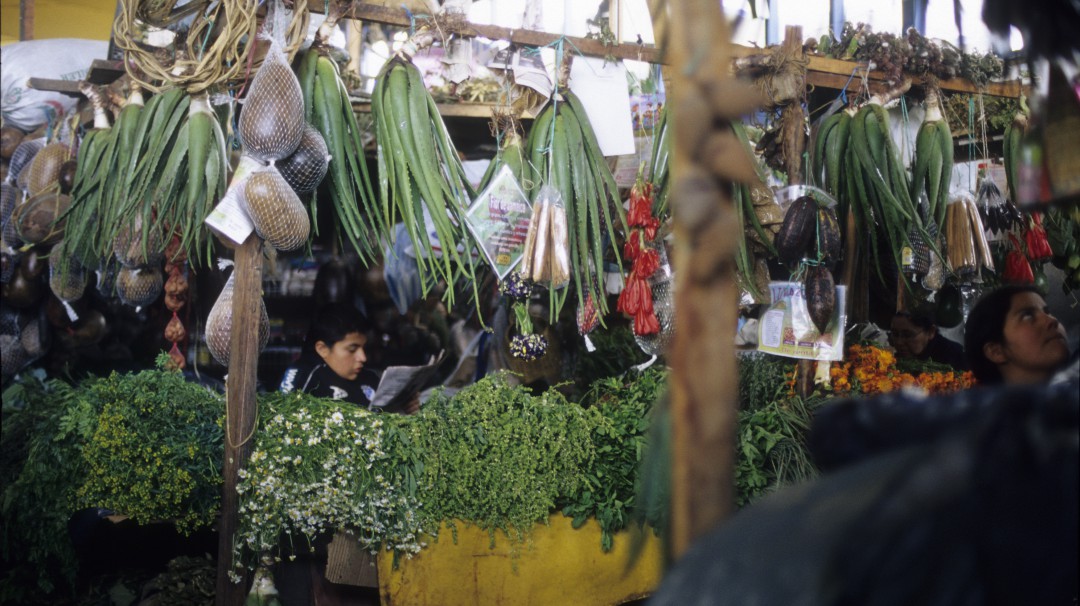 ¿Está en peligro el uso y la tradición de las plantas medicinales?