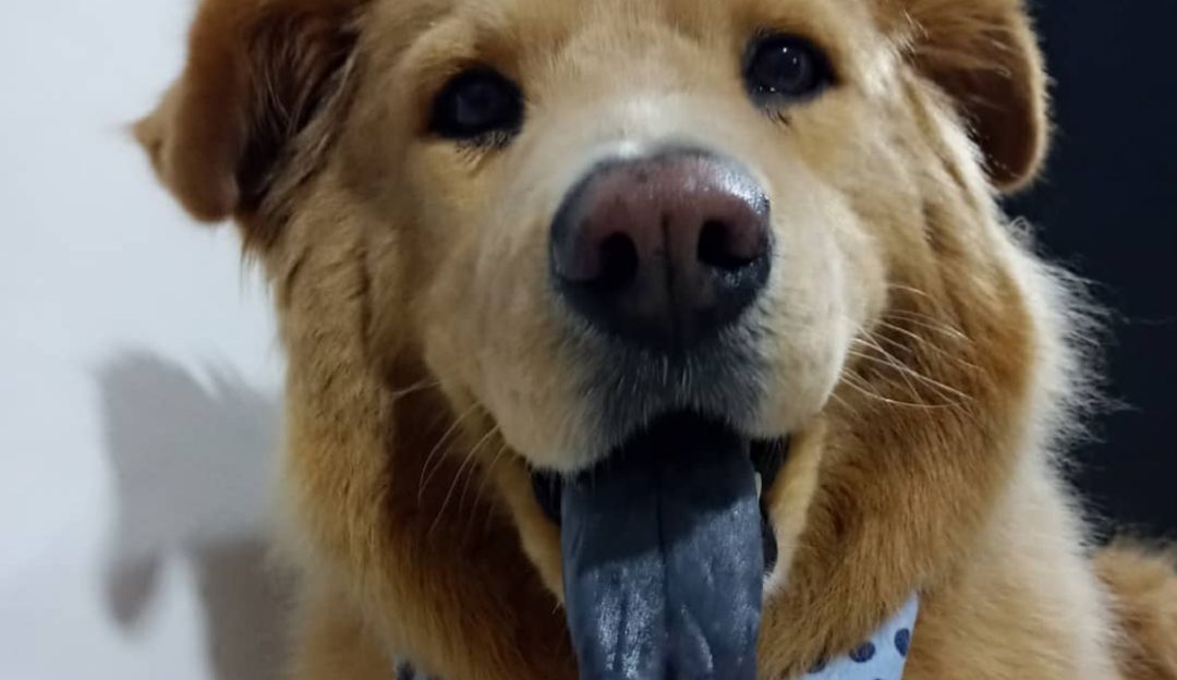 Toby