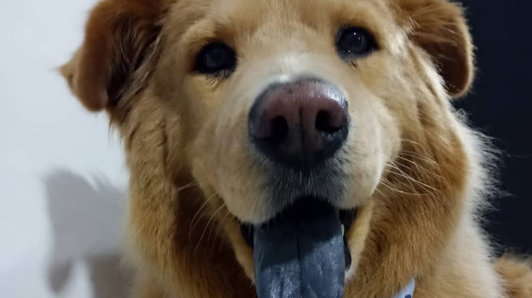 Toby no resistió la cirugía para implantarle un marcapasos
