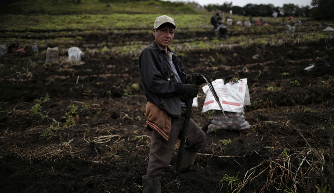 Campesinos