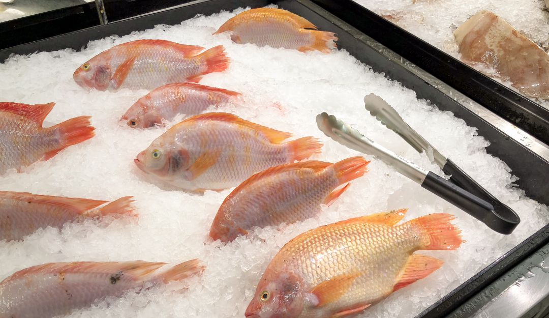 Tilapia roja
