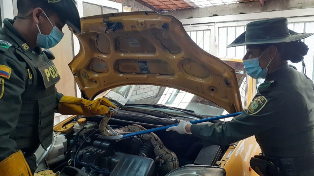 Hallan una boa enroscada en el motor de un taxi en Bogotá