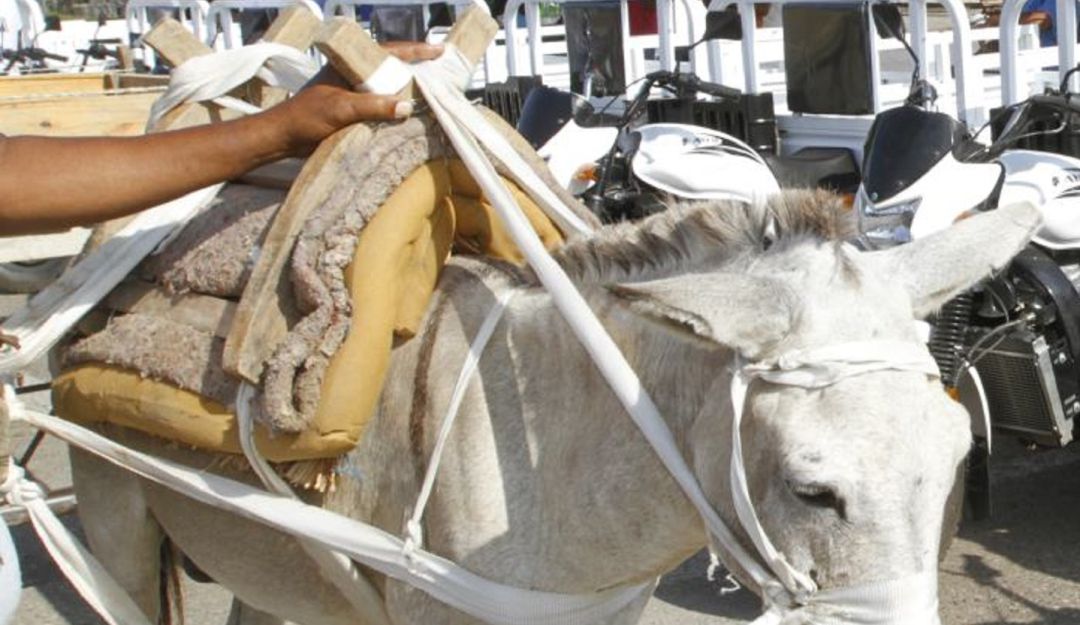 Vehículos de tracción animal
