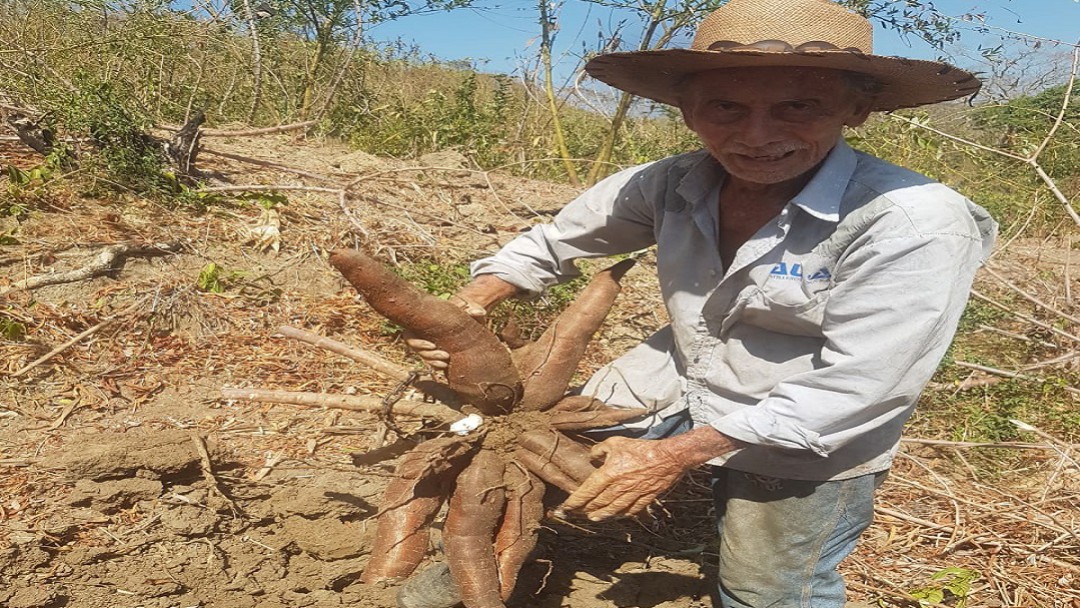50 hectáreas de yuca se perderían porque ofrecen compra a mitad de precio