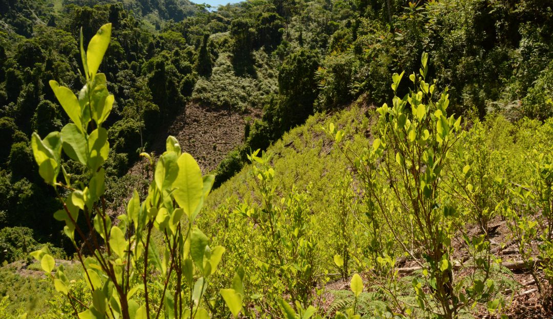 Cultivo de hoja de coca.