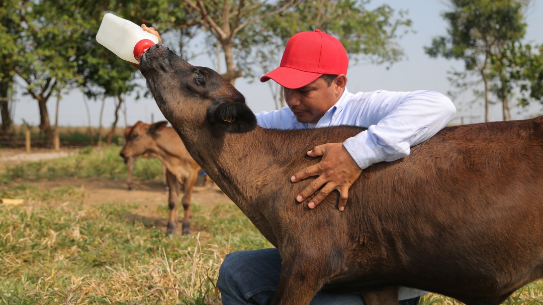 Alianza para una producción sostenible de leche en Cesar