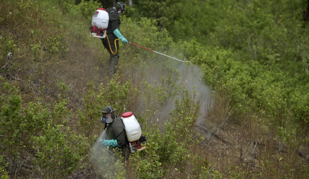 Aspersión de cultivos de coca en Tumaco, Nariño.