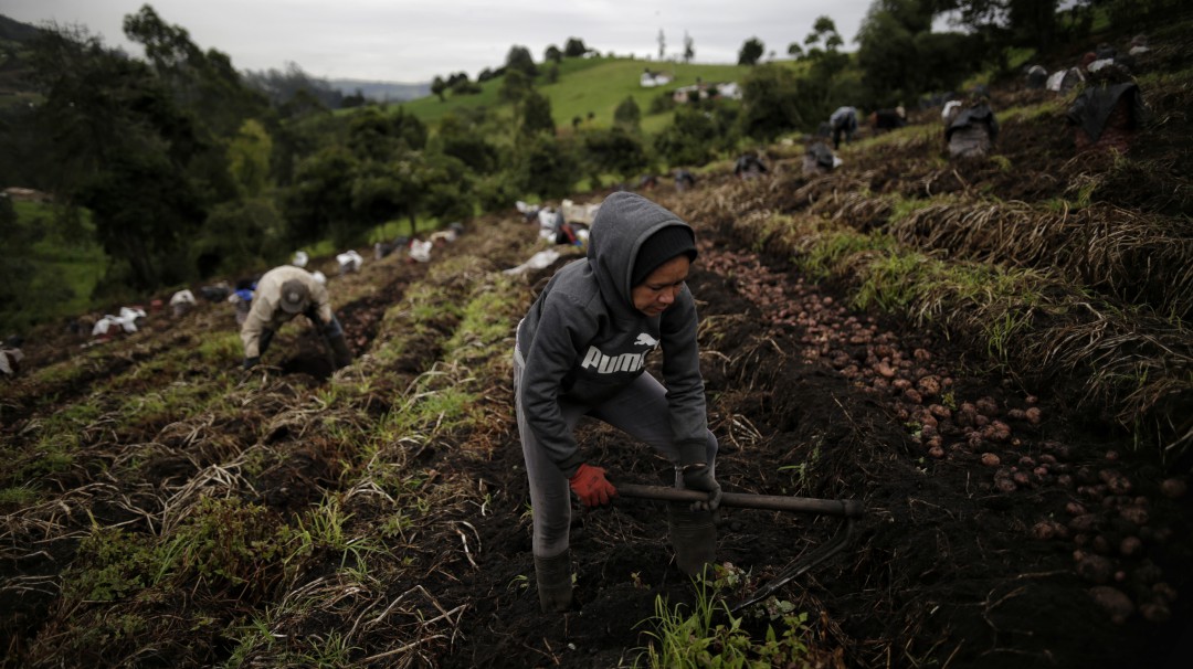 30% de los alimentos consumidos en Colombia son importados: Greenpeace