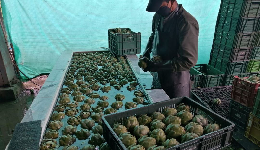 Producción de alcachofas en Cundinamarca