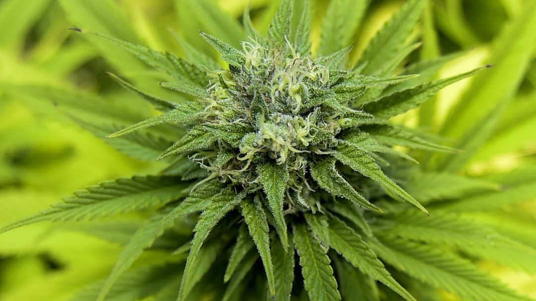 Con cultivos de cannabis medicinal impulsan empleo en el Huila