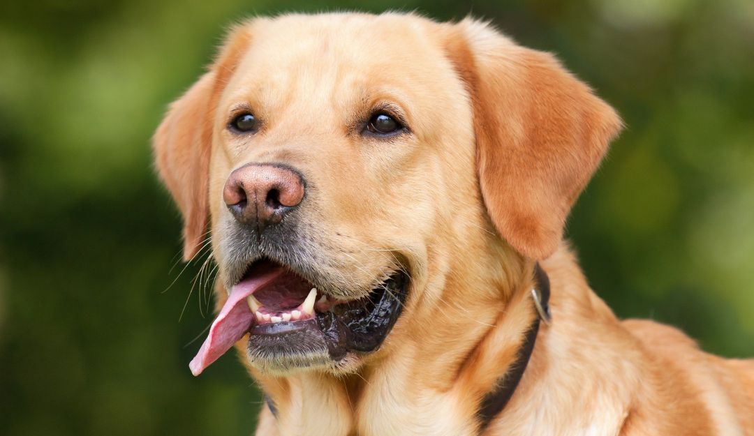 Perros en Polonia están siendo entrenados para detectar el Covid