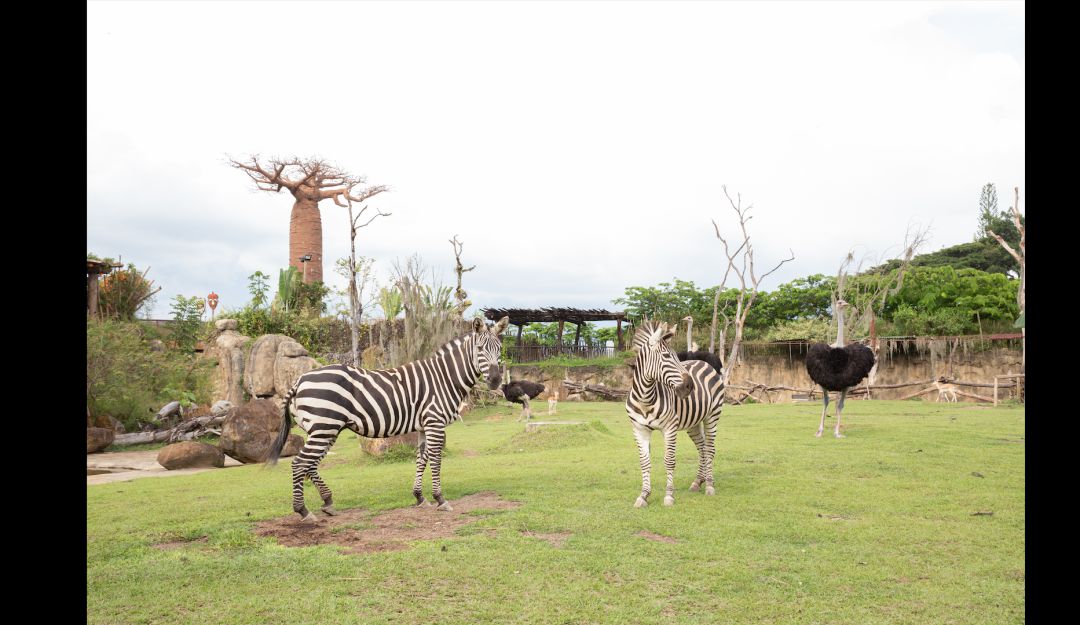 Bioparque Ukumarí, el destino perfecto para enamorarse naturaleza: Bioparque Ukumarí el destino perfecto en el eje cafetero
