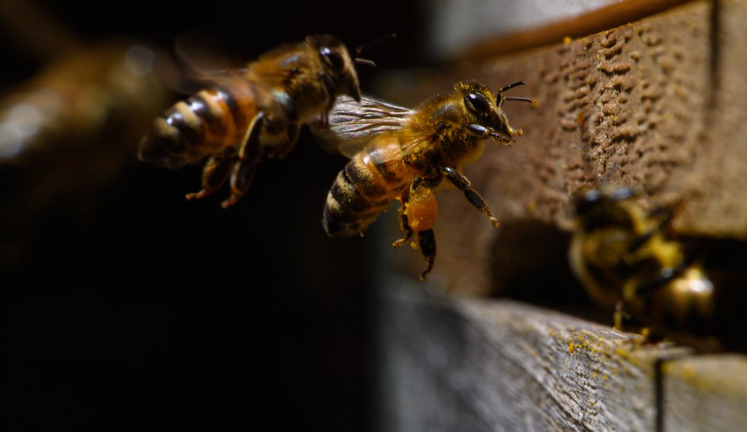 Abejas, apicultura