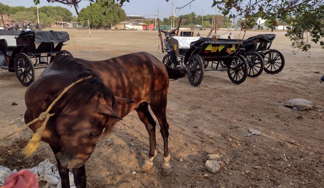 La asociación manifestó que es necesario un apoyo del distrito para seguir mejorando el cuidado de los caballos