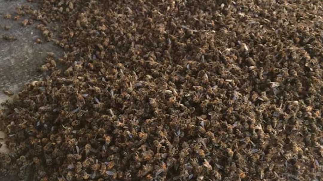 Nueva mortandad de abejas denuncian en el departamento del Quindío