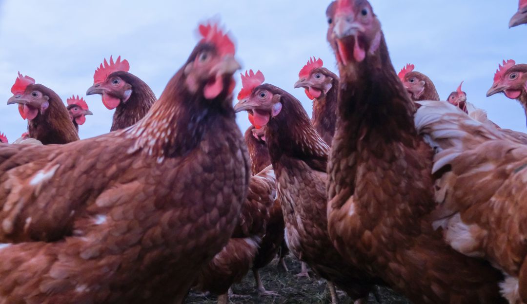 Gallinas