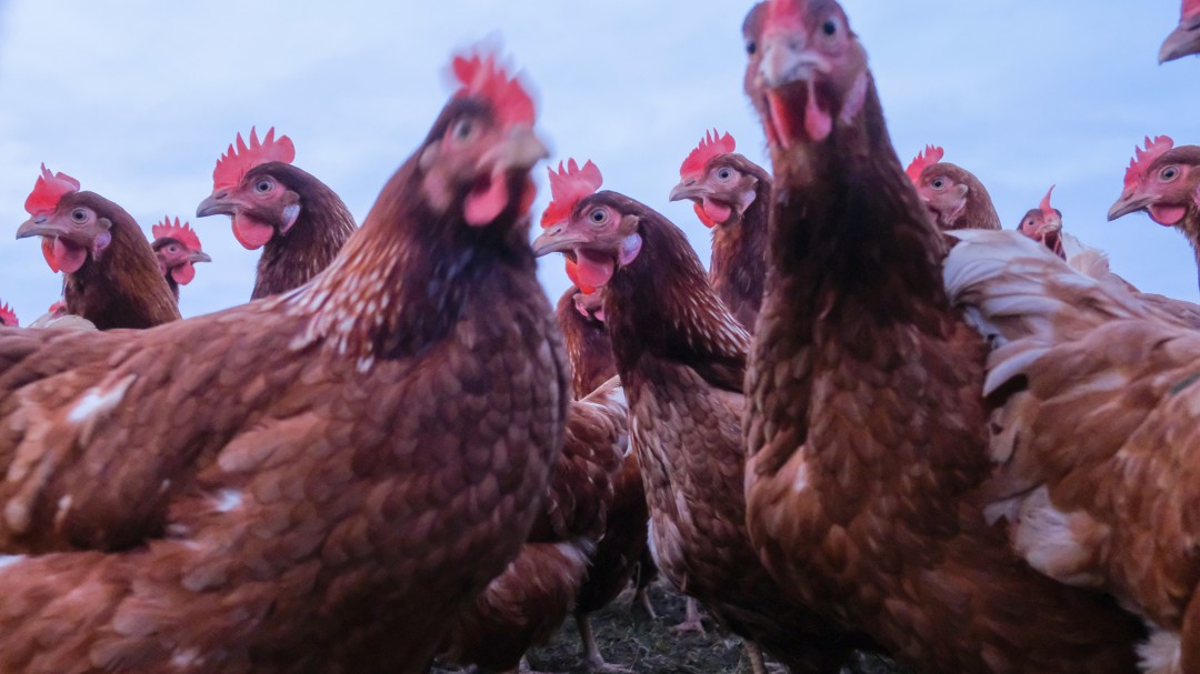 Compre gallinas certificadas para una buena producción de huevos