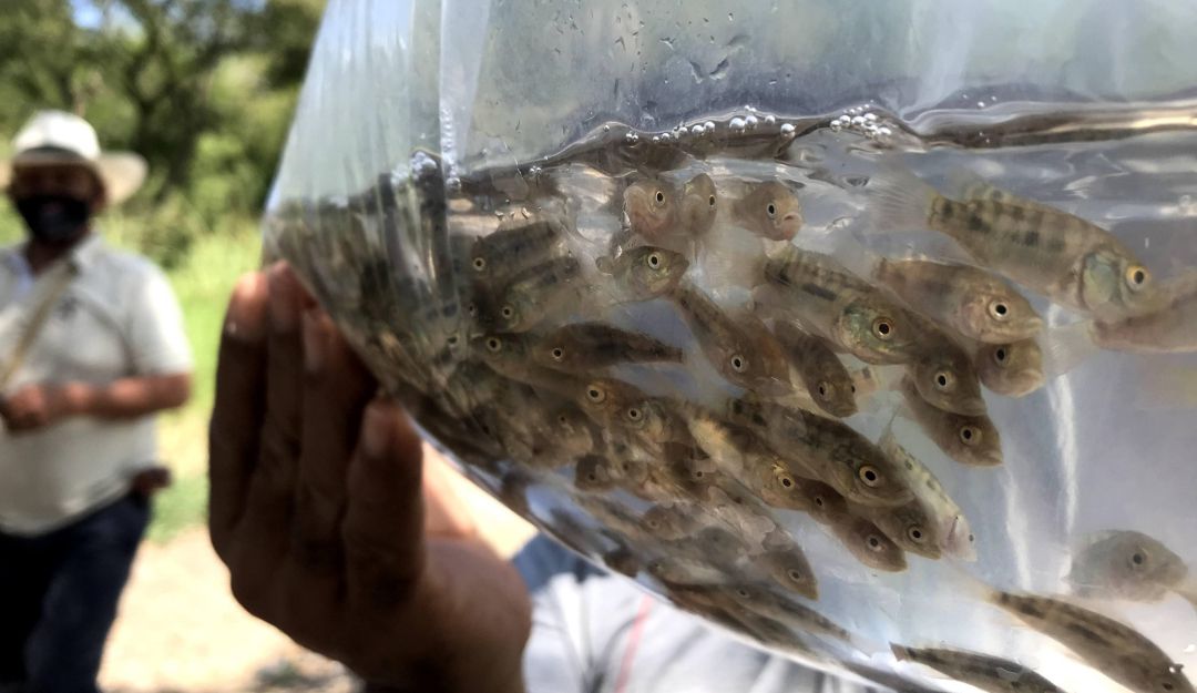 Producción de mojarras